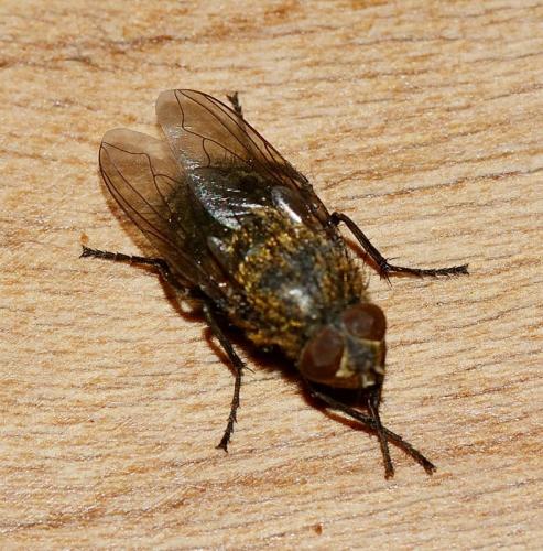 Réf. 296 845 : Pollenia sp.